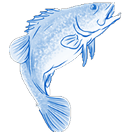 Murray Cod Australia Logo